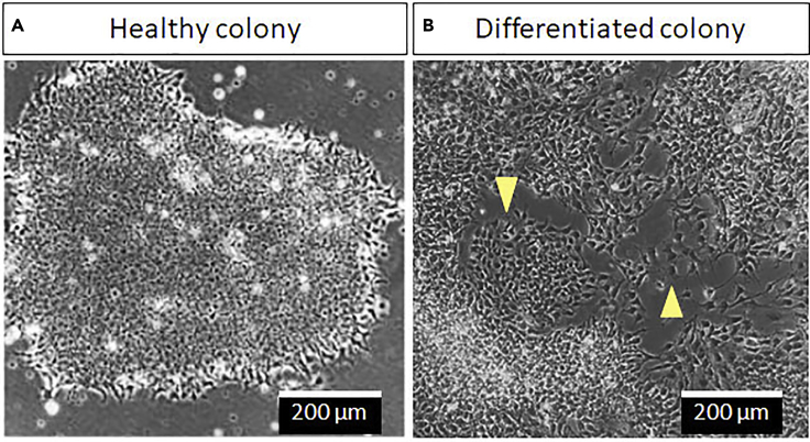 Figure 1