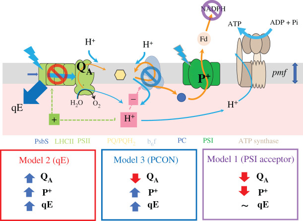 Scheme 1. 