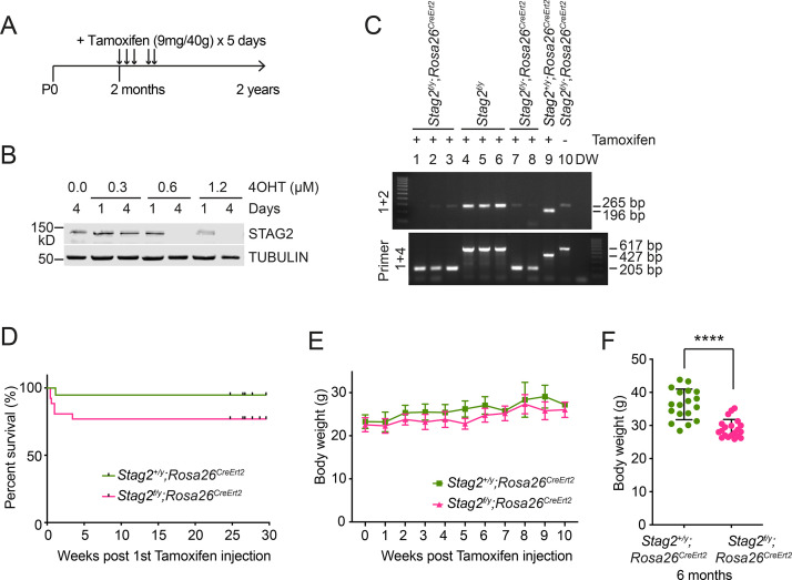 Figure 1—figure supplement 2.