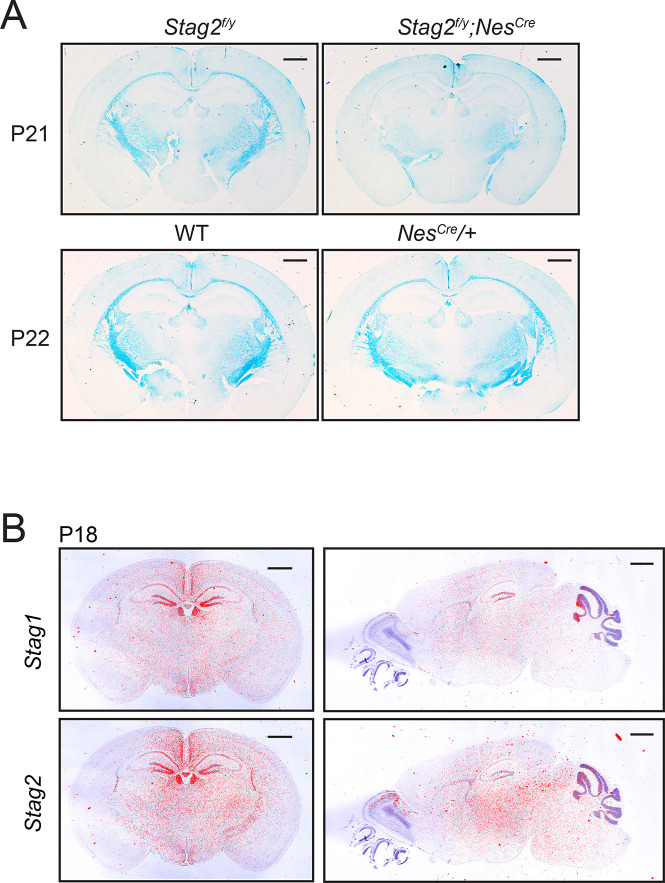 Figure 3—figure supplement 1.