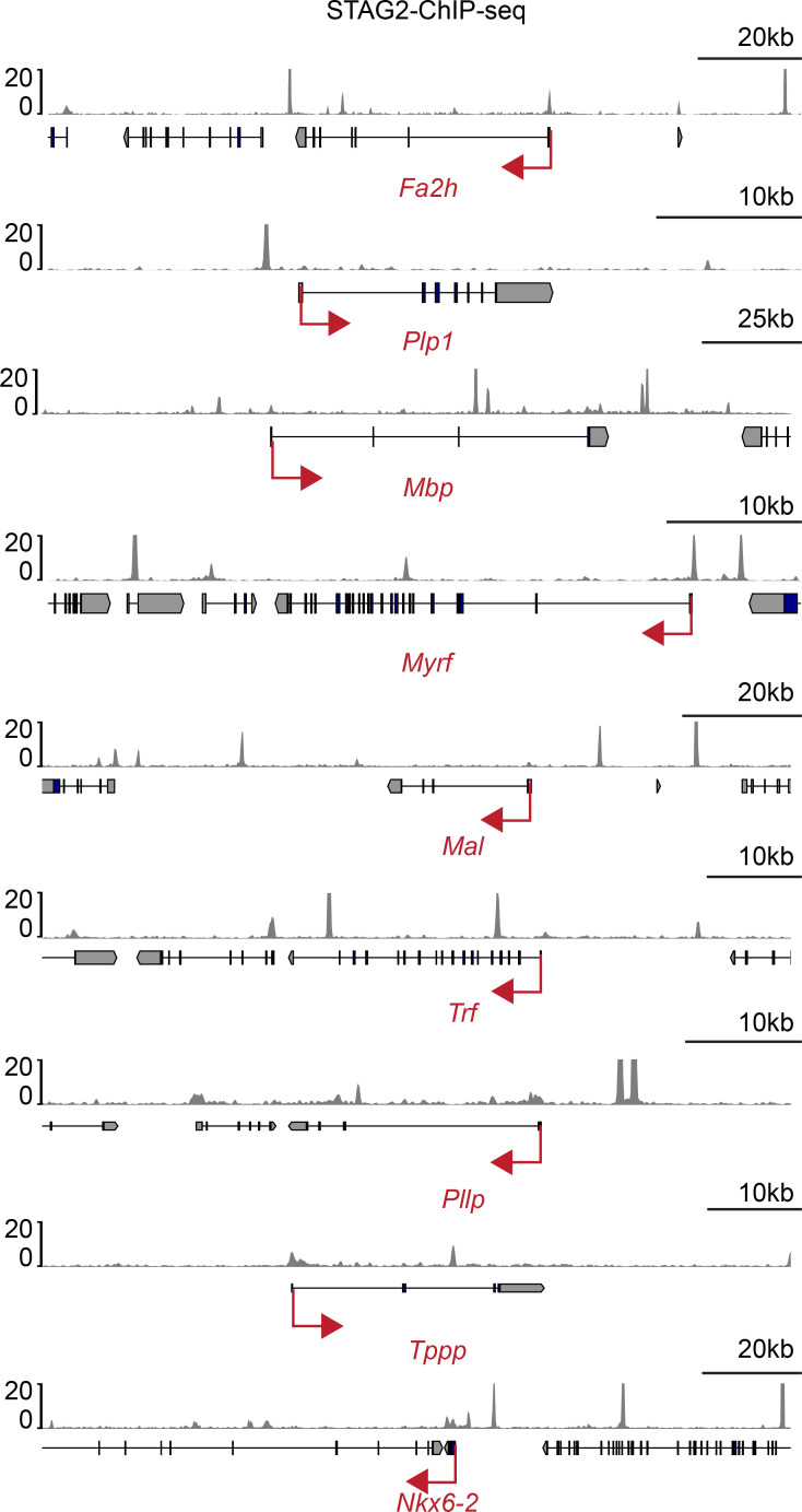 Figure 5—figure supplement 1.