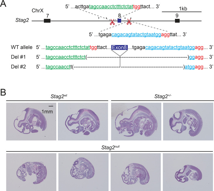 Figure 1—figure supplement 1.