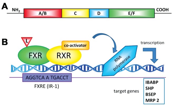 Figure 1)