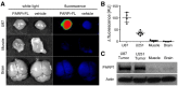 Figure 5