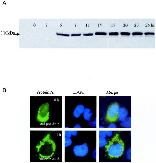 FIG. 1.