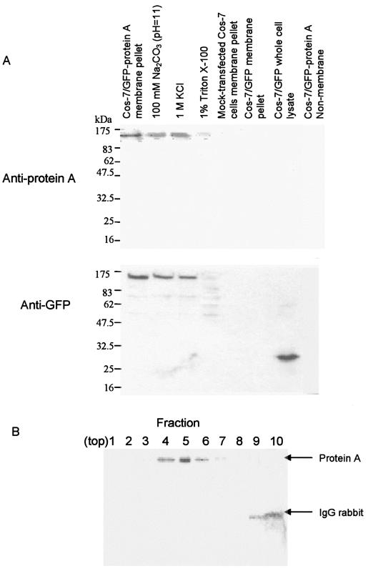 FIG. 5.