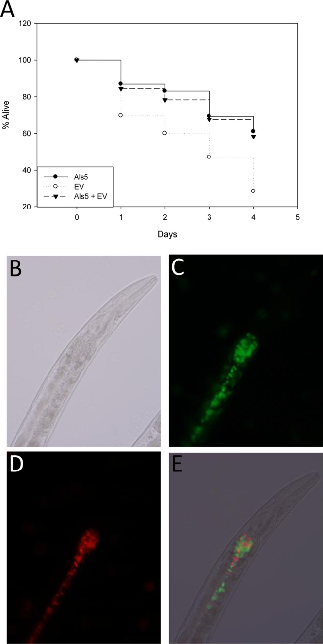 Fig 7