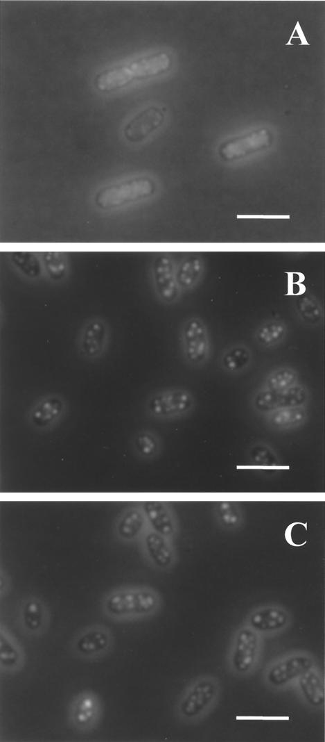 FIG. 7.