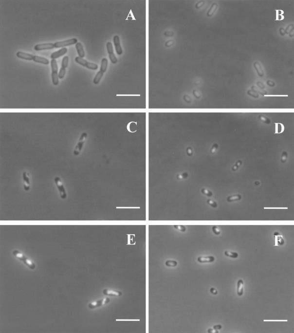 FIG. 5.