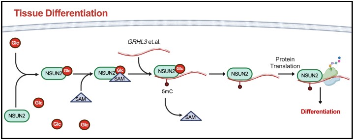 Graphical Abstract