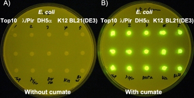 FIG. 2.