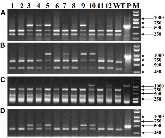 FIGURE 6