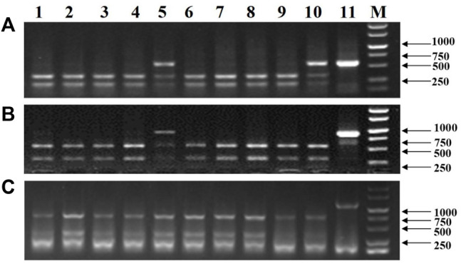 FIGURE 5