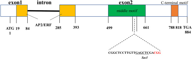 FIGURE 1