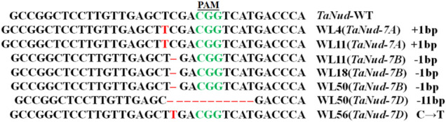 FIGURE 7