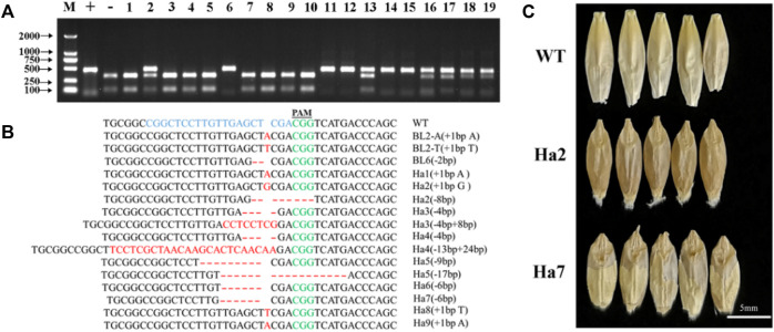 FIGURE 2