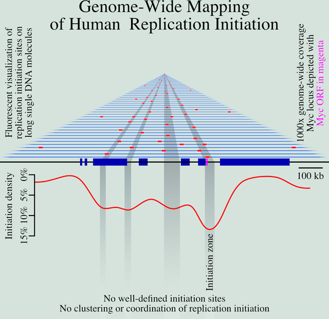 graphic file with name nihms-1709994-f0006.jpg