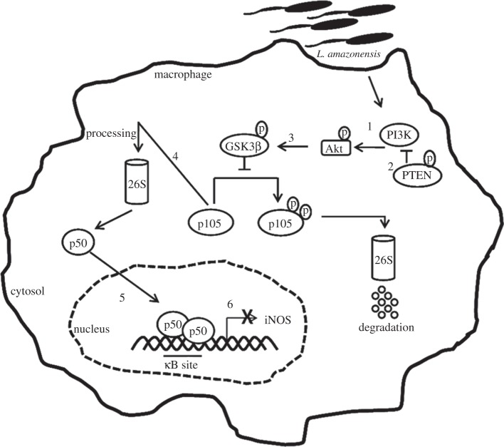 Figure 7.