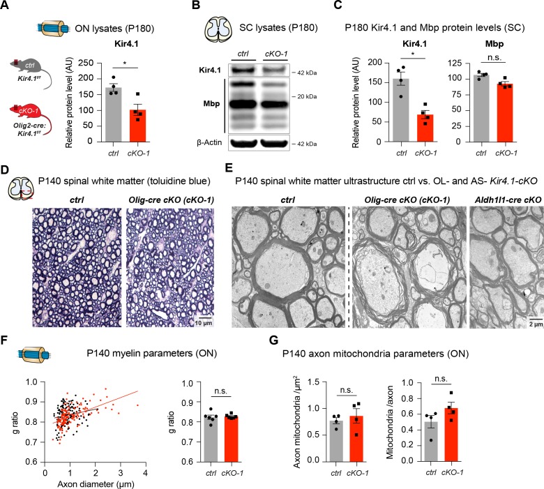 Figure 4—figure supplement 1.