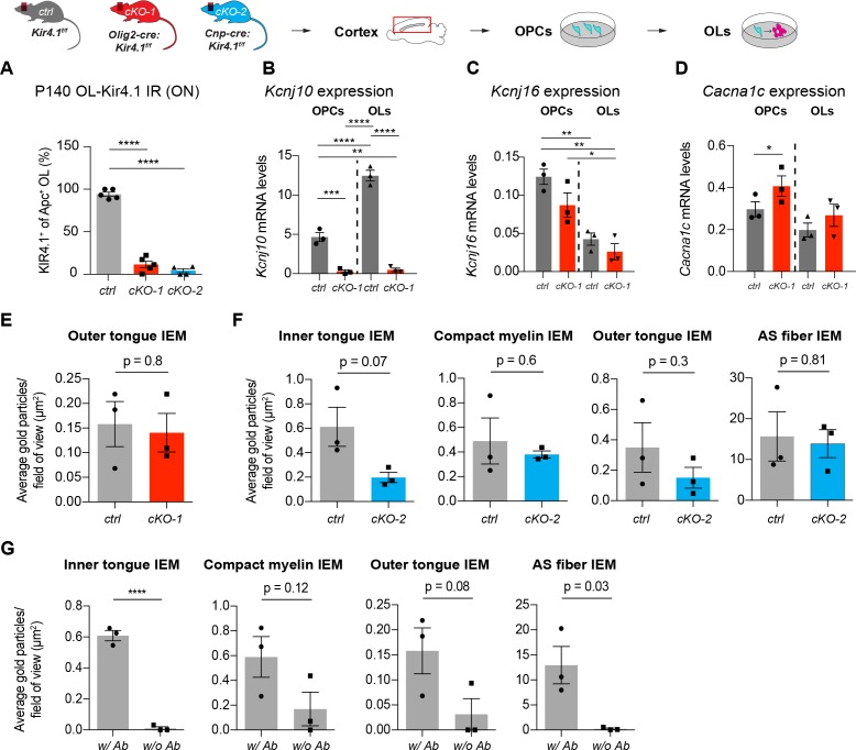 Figure 1—figure supplement 1.