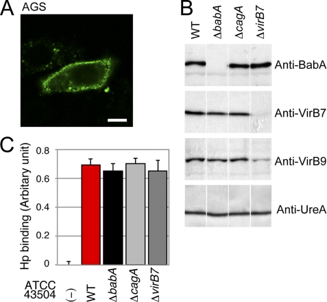 FIGURE 1.