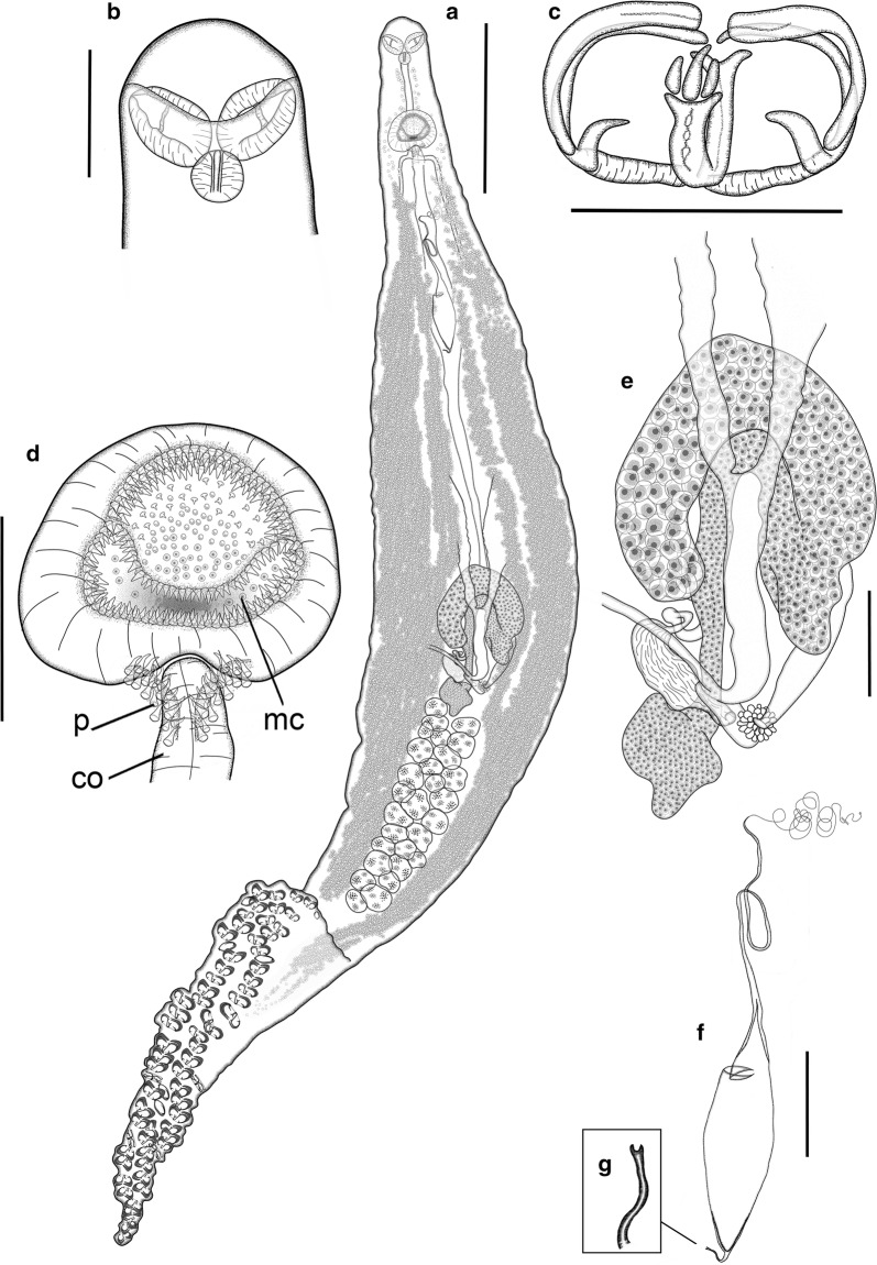 Fig. 6