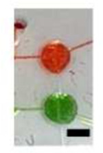 graphic file with name nihpp-rs3750595v1-t0013.jpg