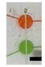 graphic file with name nihpp-rs3750595v1-t0011.jpg