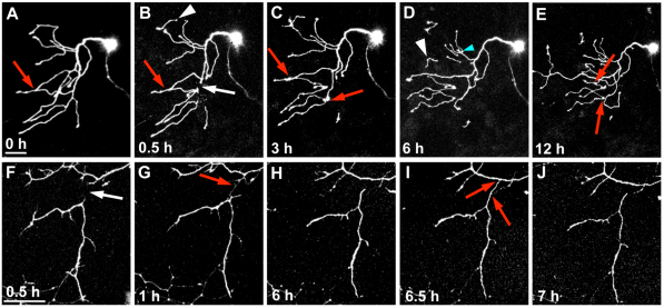 Fig. 6.