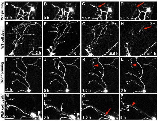 Fig. 7.