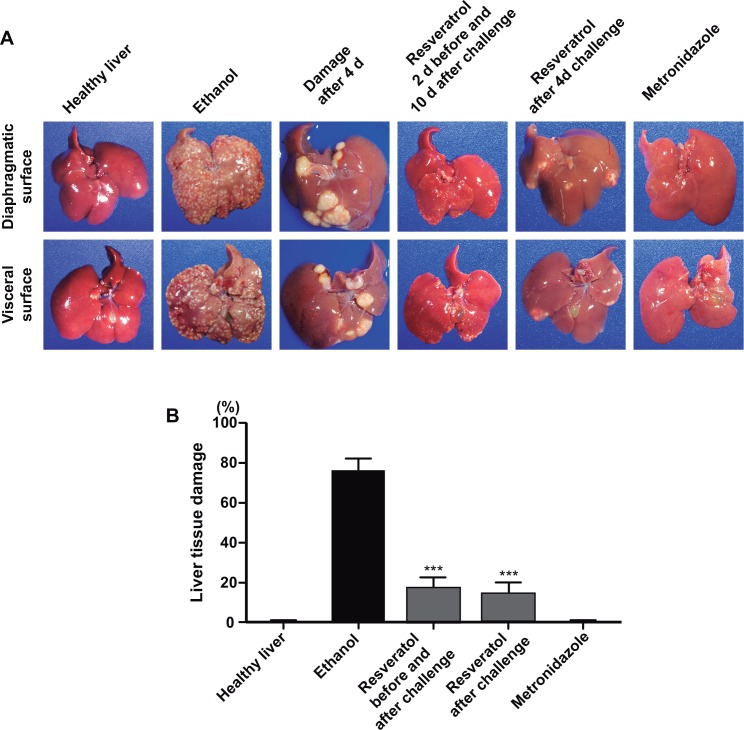 Fig 10