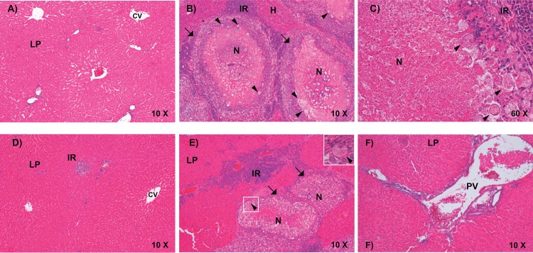 Fig 11