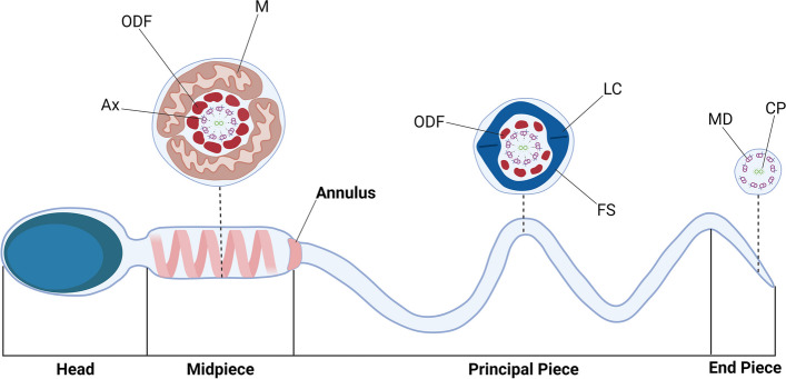 Fig. 1