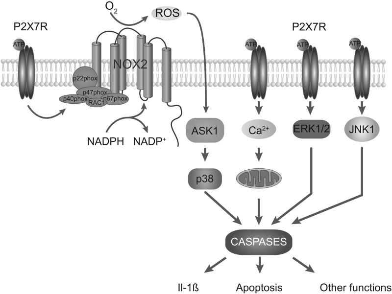 FIG. 2.