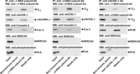 FIGURE 9.