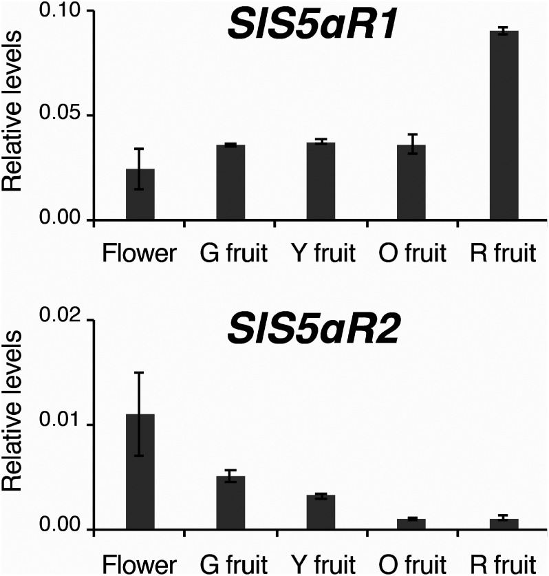 Figure 3. Quantitative RT-PCR analysis of SlS5αR1 and SlS5αR2 expression in various tissues of tomatoes. G, Y, O, and R mean green, yellow, orange, and red, respectively. Transcript levels of SlS5αR1 and SlS5αR2 are shown relative to that of the ubiquitin gene as an internal reference. Error bars indicate standard error from the mean (n=3).