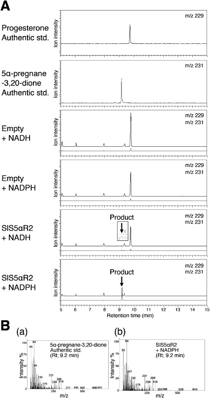 Figure 4. In vitro assay of the C5 reduction activity of SlS5αR1 with progesterone as the substrate. (A) Progesterone was monitored by selected ion monitoring (SIM) at m/z 229 and is shown in black, and the product 5α-pregnane-3,20-dione was monitored at m/z 231 and is shown in gray. (B) Mass spectrum of the (a) authentic 5α-pregnane-3,20-dione at a retention time of 9.2 min and (b) product peak of progesterone incubated with SlS5αR2 and NADPH.