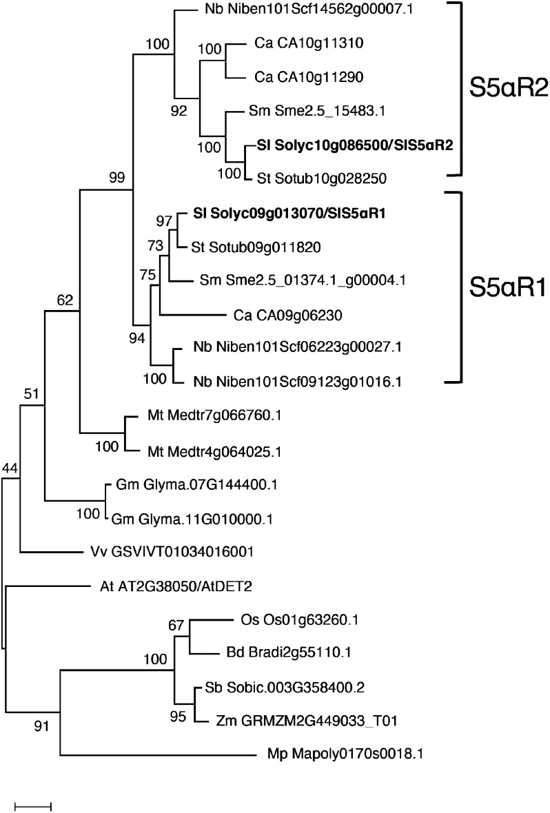 Figure 7. Phylogenetic analysis of plant AtDET2 homologs. Species were represented tomato (Sl), potato (St), eggplant (Sm), Capsicum annuum (Ca), Nicotiana benthamiana (Nb), Brachypodium distachyon (Bd), soybean (Gm), Medicago truncatula (Mt), rice (Os), Sorghum bicolor (Sb), Vitis vinifera (Vv), and maize (Zm). A phylogenetic tree was generated using the maximum likelihood method in MEGA7. Bootstrap values based on 1,000 replicates are shown at the branching points.