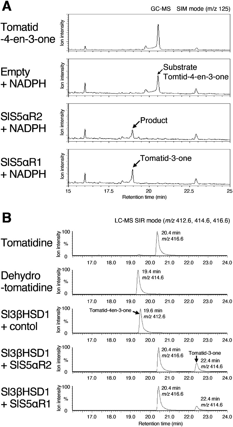 Figure 5. In vitro assays of SlS5αR1 and SlS5αR2 with tomatid-4-en-3-one. (A) GC-MS analysis of the in vitro assays of SlS5αR1/2 and NADPH incubated with tomatide-4-en-3-one as a substrate. Substrate and products were monitored by SIM mode at m/z 125. (B) LC-MS analysis of the in vitro assays of SlS5αR1/2 and Sl3βHSD1 incubated with dehydrotomatidine as a substrate. Substrate and products were monitored by SIM mode at m/z 412, 414, and 416.