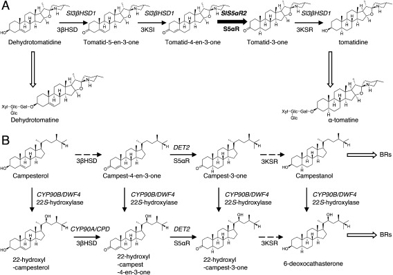 Figure 1. The putative biosynthetic pathways for (A) α-tomatine in tomatoes and (B) brassinosteroids (BRs) in plants. The thick solid arrow indicates the reaction step characterized in this work. Black thin solid arrows indicate the single reaction step characterized previously, and dashed arrows indicate the uncharacterized step. White thick arrows represent multiple reaction steps. The names of enzymes are indicated under the arrows. 3βHSD, 3β-hydroxysteroid dehydrogenase; 3KSI, 3-ketosteroid isomerase; S5αR, steroid 5α-reductase; 3KSR, 3-ketosteroid reductase. The genes previously characterized are shown in the upper part of the arrows. Sl3βHSD1 involved in the conversion of dehydrotomatidine to tomatidine in tomatoes; DWF4, dwarf4; DET2, de-etiolated-2; CPD, constitutive photomorphogenesis dwarf.