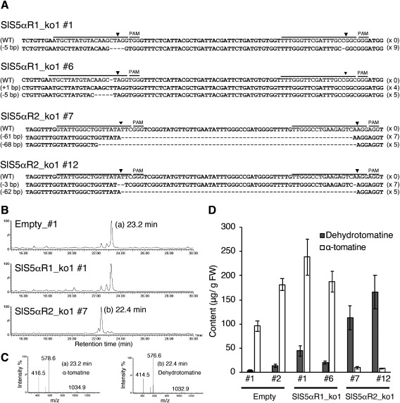 Figure 6. Characterization of SlS5αR1 or SlS5αR2-disrupted tomato hairy roots. (A) DNA sequences of gRNA target sites. Black and gray lines indicate gRNA target sites and PAM sequences, respectively. Black triangles indicate cleavage positions of target sites. Deletions or insertions of nucleotides are presented on the left sides of the sequences, and the numbers of detected sequences are shown on the left sides. (B) LC-MS analysis of SGAs in SlS5αR1_ko1_#1 and SlS5αR2 _ko2_#7. (C) Mass spectrum of the α-tomatine (peak at 23.2 min) and dehydrotomatine (peak at 22.4 min). (D) Quantification of α-tomatine and dehydrotomatine contents using LC-MS. Error bars indicate standard error (n=3).