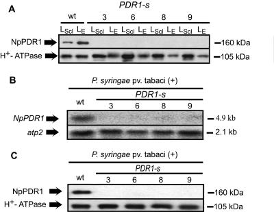 Figure 3.