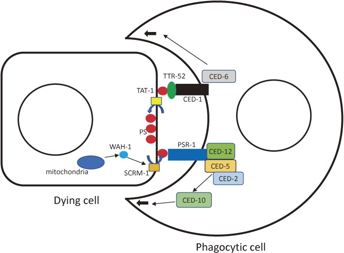 Figure 4. 