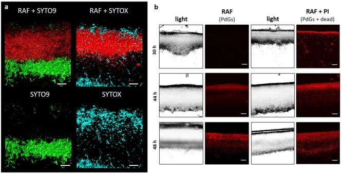 FIGURE 3