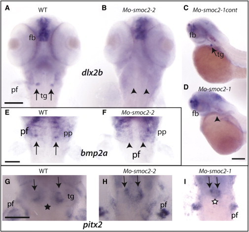 Figure 4