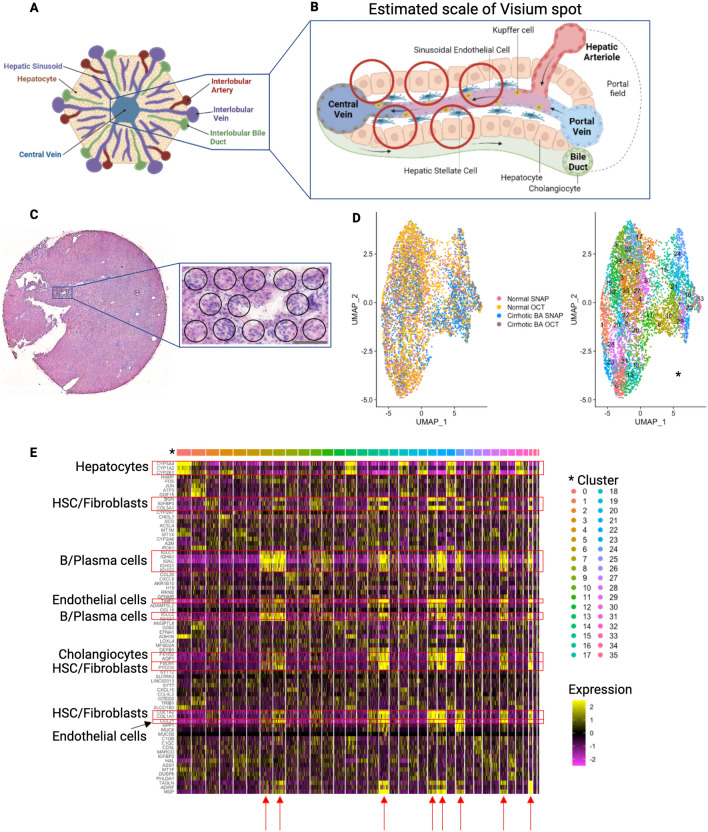 Technical optimization of spatially resolved single-cell transcriptomic ...