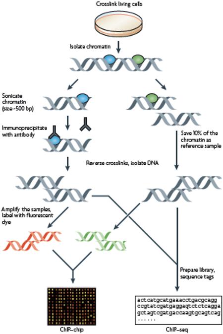 Box 1: Chromatin immunoprecipitation methods