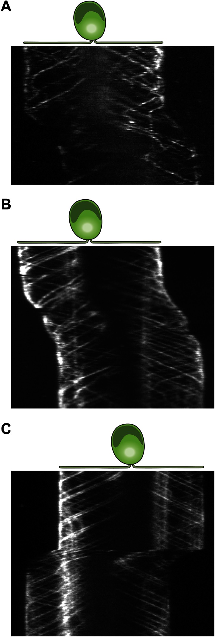 Figure 2—figure supplement 1.