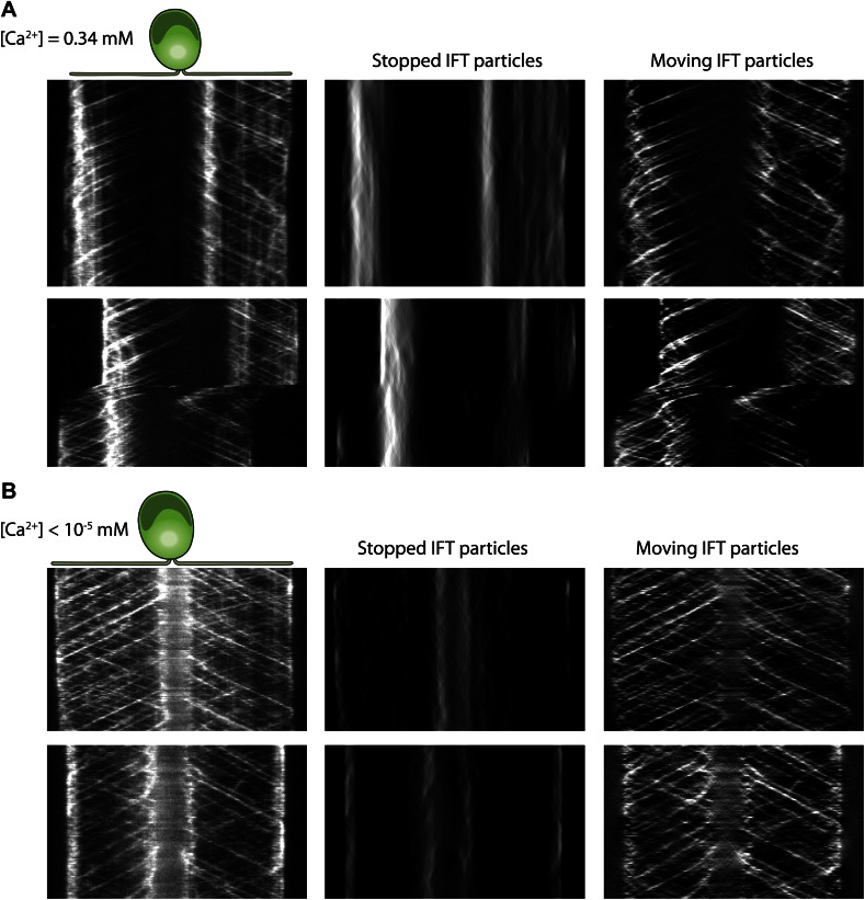 Figure 5—figure supplement 1.