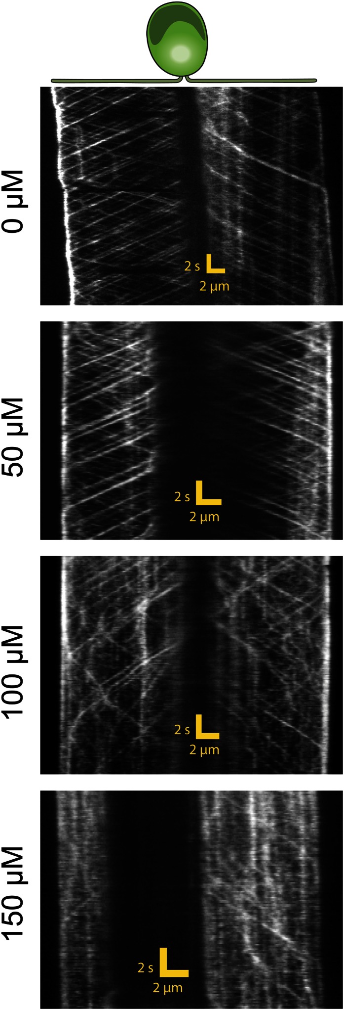 Figure 3—figure supplement 1.